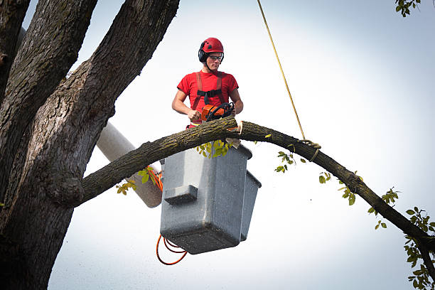 How Our Tree Care Process Works  in  Timberville, VA